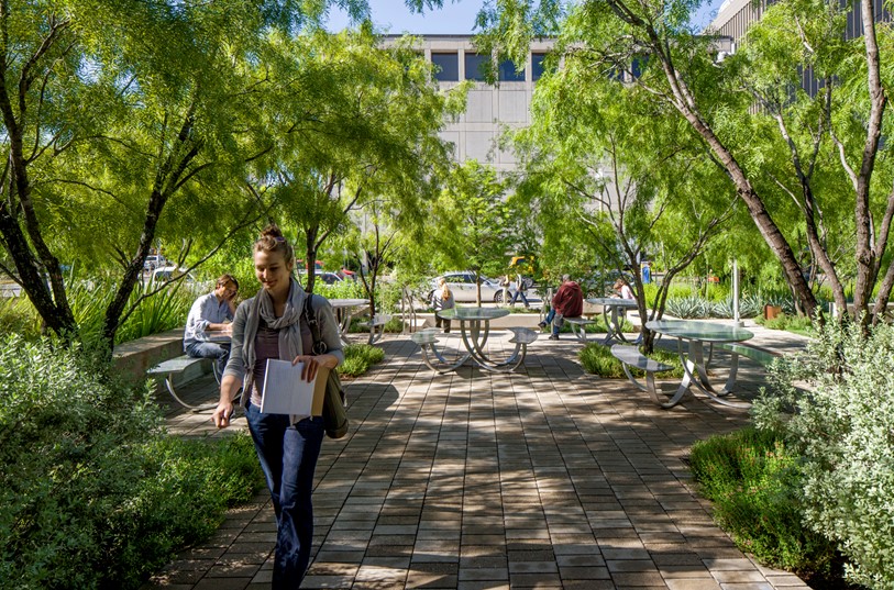 Implementing a more sustainable future with urban permeable plazas and gardens of native drought-tolerant plants at the Arizona State University Polytechnic Campus. Ten Eyck Landscape Architecture / Bill Timmerman